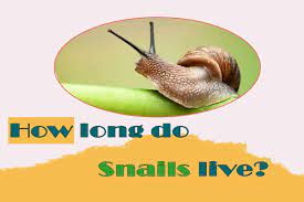 how long do aquarium and land snails