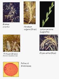 Graminaceae o Poaceae - ARPA Umbria