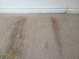 carpet has a mold problem