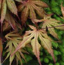 With proper placement and care. Japanese Maples Acer Palmatum Shirasawanum Mike S Garden Top 5 Plants