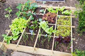 Designing Your Own Vegetable Garden Co Op