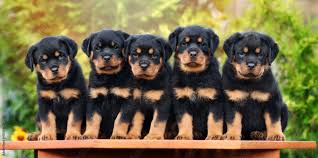 five rottweiler puppies sitting in a