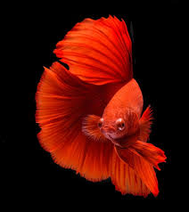 fighting fish colorful background