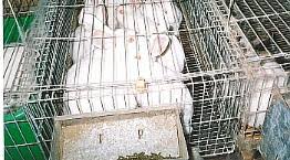 Jun 20, 2005 · restaurants, wholesalers, custom meat stores, and individual buyers are the main purchasers of rabbit meat. Rabbit Farming Farmed Rabbit Welfare