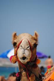Image result for camel trekking