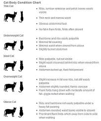 Cat Weight Chart Judging Your Cats Body Condition