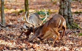 Rut Tips From Hunters That You Don T