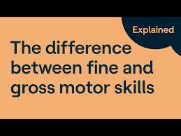 gross motor skills vs fine motor