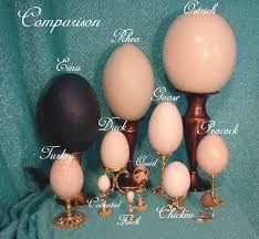 Egg Size Comparison Collection Emu Egg Egg Shell Art