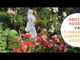 drift rose versus flower carpet rose a
