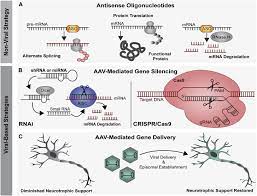gene therapy for als a review