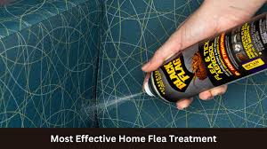 most effective home flea treatment