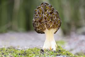 how to grow morel mushrooms