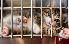 Sharon prushinski, shelter outreach, petfinder. Cornell S Shelter Medicine Program Provides Spay Neuter Services To Community Cats Of Cu Employees Students Gimme Shelter