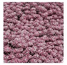 sweet alyssum royal carpet seeds