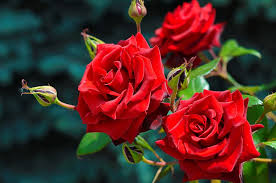 Garden Roses Red Pretty Lovely