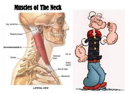 The muscles of the neck are present in four main groups. Muscles Of The Neck 1
