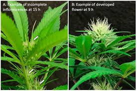 flowering response of cans sativa