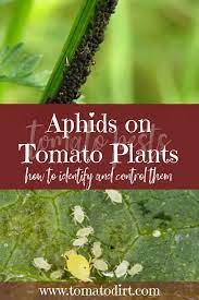 Aphids On Tomato Plants How To