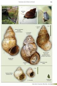 freshwater snails of britain and