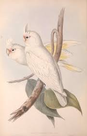 Goffin's cockatoo (cacatua goffini) populations are suspected to be declining at a moderately rapid learn about goffin cockatoo. Bozidar Milinkovic On Twitter This Is Goffin Cockatoo Or Tanimbar Corela