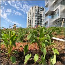 Rooftop Gardens