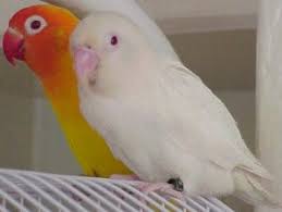 Fischers Mutations Albino Lutino Yellow White Parrot