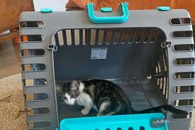 the 8 best cat carriers of 2023 tested