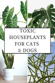 40 Toxic Houseplants For Cats And Dogs