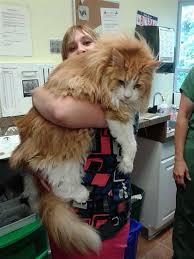 95 10 cat animal pet. 27 Maine Coons Who Know They Re Kings And We Can T Argue With That
