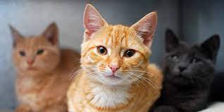 You do not have to have an appointment to come meet a pet. Cats Rspca South Australia