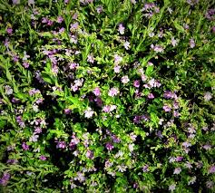 Vitex trees do not drop any fruit, there are no known insects that feed on them, they have no known diseases, and they do not require any special soil when planted in north texas. Mexican Heather Makes Texas Superstar List Agrilife Today