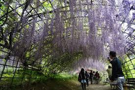 wisteria tunnel kitakyushu an