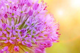 15 Popular Spring Flowers with Pictures | Flower Glossary