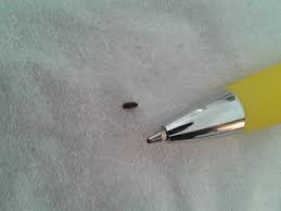 natureplus tiny black bugs around the