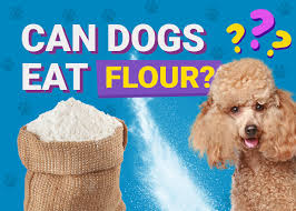 can dogs eat flour toxicity