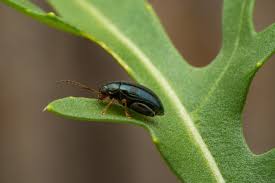 flea beetles in your garden