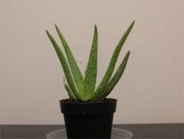 Best price & quality guarantee! Grow And Care For Aloe Vera In Winter My Garden Tales