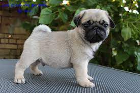 This is not what i asked for, i am hungry. From Www Line Celebrities Com Puppies Pugs Pugs For Sale Pug Puppies Sale Usa Canada Pugs Fo Sale In Europe Pug Puppies Pugs Puppies