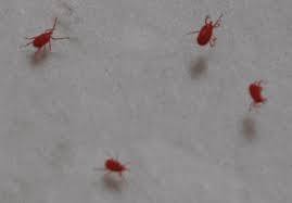 7 tiny bugs on couch that are not bed bugs