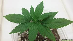 It has 02 months and this period has appeared some black dots on top of the leaves. I Need Help Black Spots On Leaves 420 Magazine