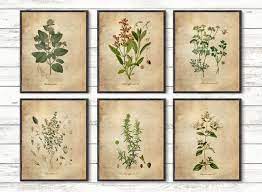 Botanical Poster Herb Poster