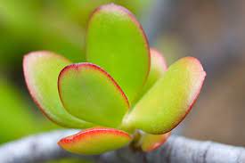 Jade Plant Poisoning In Dogs Symptoms