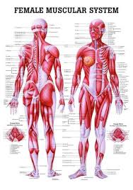 Start studying muscular system labeling. Anatomy Chart Muscular System