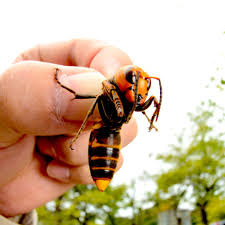 Charlotte hornets, charlotte, north carolina. Murder Hornets A K A Asian Giant Hornets Arrive In U S