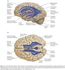 Back to the brain and learning. Duke Neurosciences Lab 1 Surface Anatomy Of The Brain