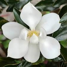 little gem southern magnolia tree