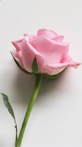 pink rose hd wallpaper picture