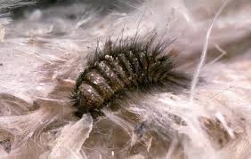 controlling carpet beetles