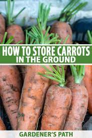 carrots in the ground over winter
